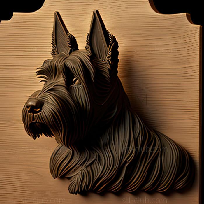 st Scottish Terrier dog